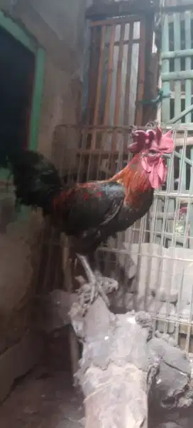 Jual cepat ayam jago pelung jumbo trh cianjur