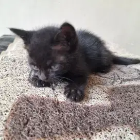 Anak kucing keturunan Persia bulu pendek Hitam Polos