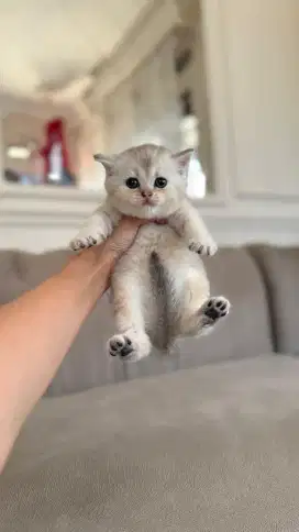 british shorthair betina silver kitten