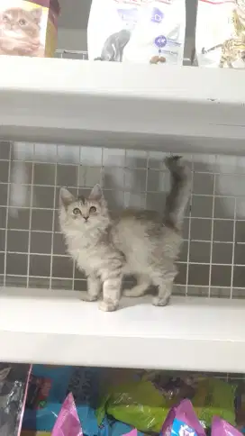 Kucing persia silver betina