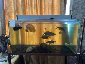 aquarium / akuarium 1 meter dan rak
