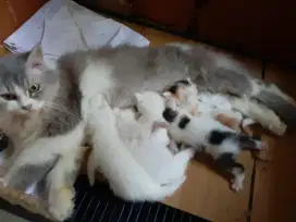Jual Booked Kitten persia bulu kapas bigbon