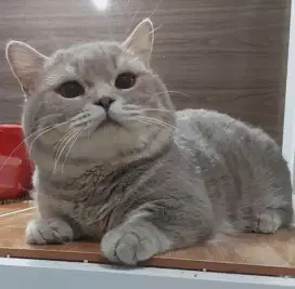 Kucing Munchkin BSH British Short Hair Jantan Jago Kawin