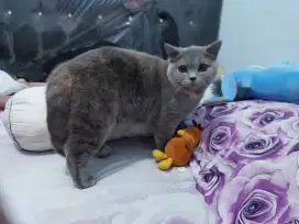 Kucing BSH British Short Hair Betina Proven Pedigree WCF Sertifikat