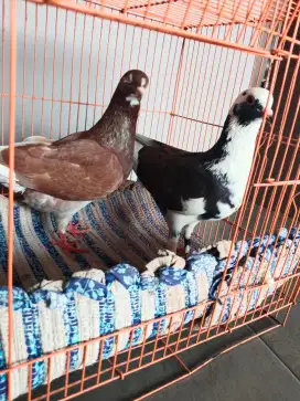 Jual sepasang merpati matap warna mewah raba sepuas ya