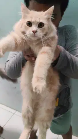 Open adobt kitten Persian mix dome umur 6 bulan