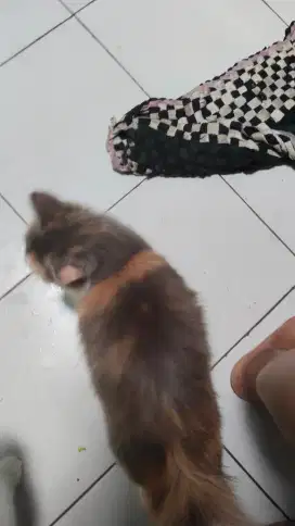Open adobt kitten Persian mix dome umur 6 bulan