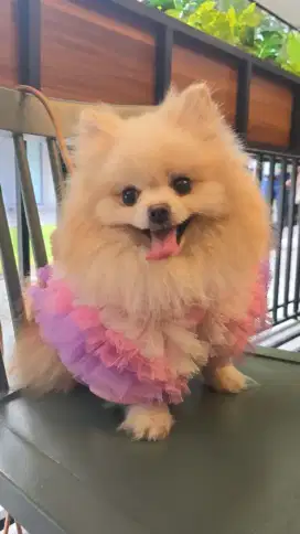 Jual anjing pom murah kualitas top