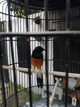Burung murai Medan batu