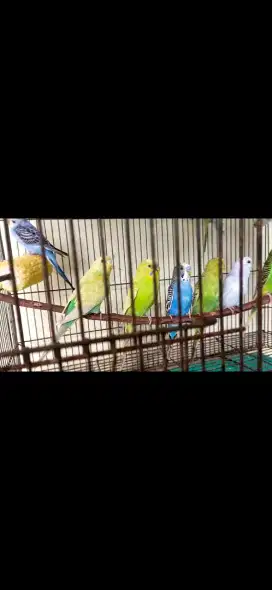 Burung parkit cantik dan sehat