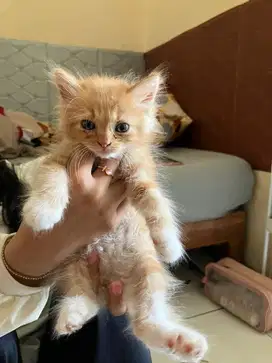 Kucing Persia Jantan