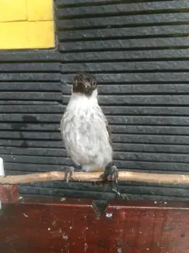 Burung kutilang pikat ranting