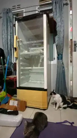 Showcase case polytron