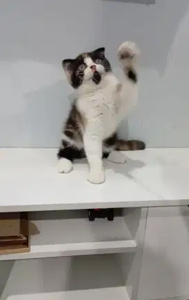 Sf Calico betina 3 bulan