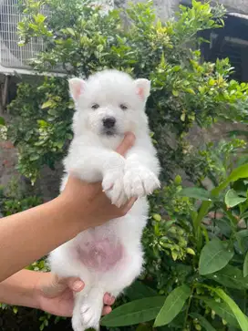 jual husky jual anjing husky white husky