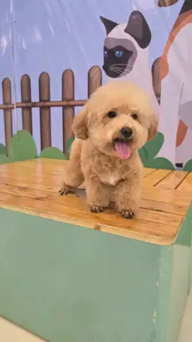 Jual anjing poodle murah dapat 2 ekor