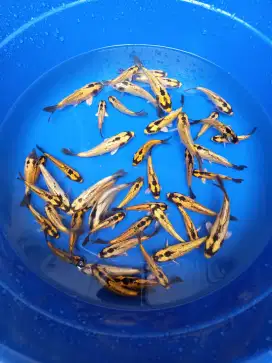 50 ekor KOI Banana Pisang lucu2 imut hehe cocok koleksi kolam aquarium