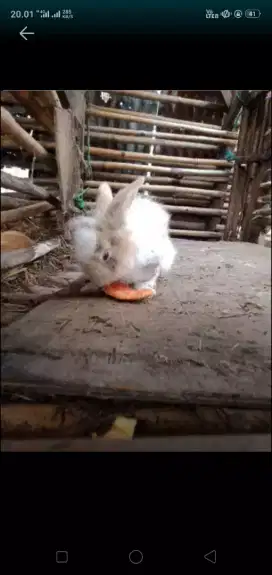 Kelinci anggora