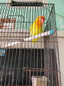 Lovebird+kandang