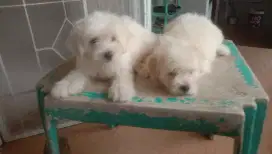 maltese snow white