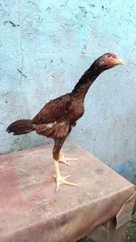 Ayam Bangkok ( Edisi Shamo EROPA )