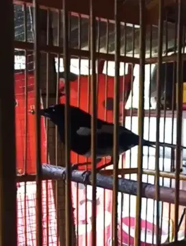 burung kacer pontianak