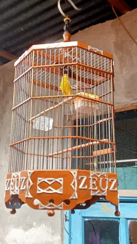 Burung kenari  loper
