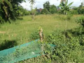 Dijual Tanah Dekat PT INKA Banyuwangi