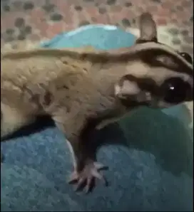 Jual Cepat Sugar Glider Jantan. (BUKAN ayam bebek kalkun burung)