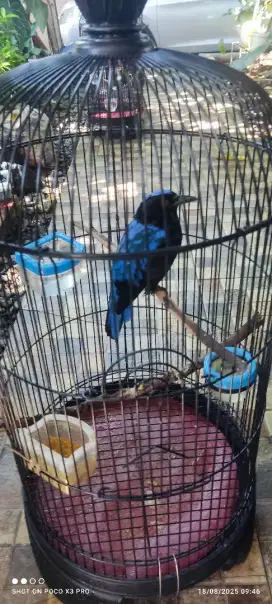 Burung cucak biru