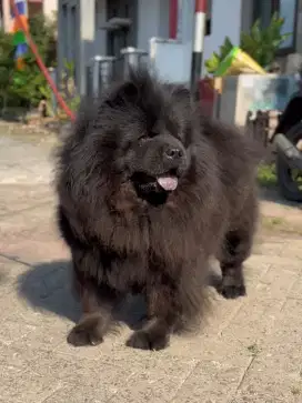 Chow chow betina black calon indukan hitam langka fluffy female