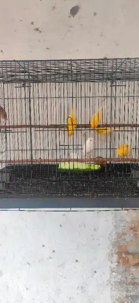 Kenari 3 bulan garansi jantan
