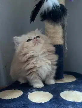 Kucing Munchkin Longhair Pendek
