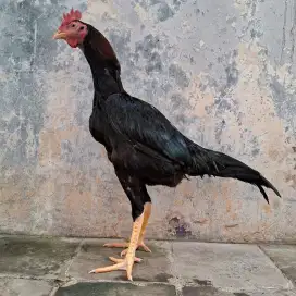 Bk pakhoy umur 5 bulan