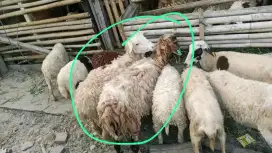 26 ekor domba betina cocok untuk peternak