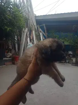 Semi hibah anakan ras campuran golden