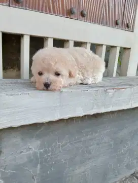 Tiny poodle jantan vaksin saja