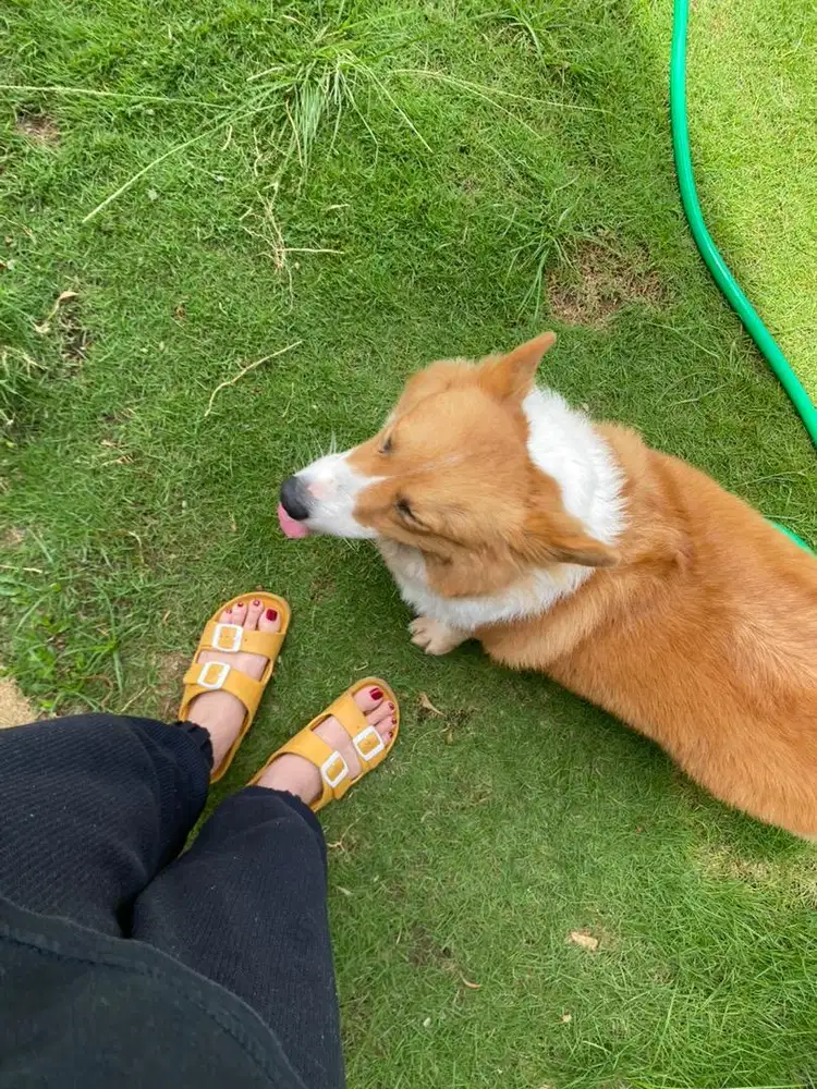 Di Jual Anjing Corgi Betina tdk ada ekor Tricolor Stambum
