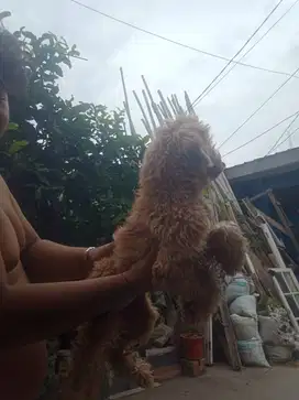 Semi hibah anjing maltese betina