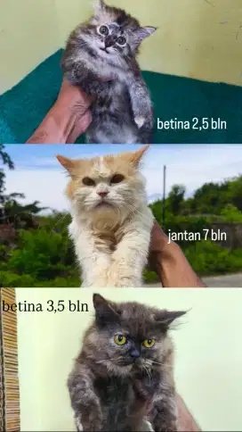 Ambil ketiganya mumer