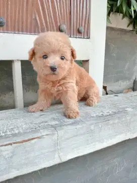 Tiny poodle jantan vaksin saja