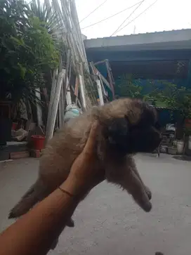 Semi hibah anakan golden masih campuran