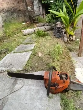 Jasa tebang pohon wilayah Yogyakarta