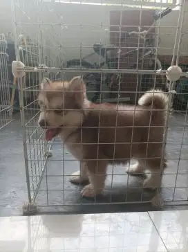 Husky Alaskan Red