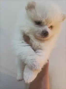 Minipom puppies betina