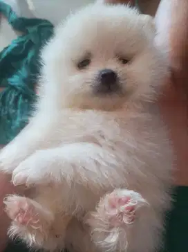 Minipom puppies jantan