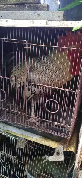 3 ekor biang ayam kampung dan 3 jago