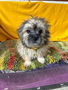 OPEN ADOPT ANAK ANJING POM SHIHTZU