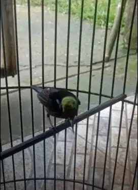 Konin / Kolibri Ninja Cetekan