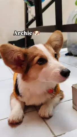 Corgi jantan lahir awal Januari 25